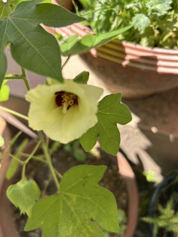 和綿仲間の1つ目の開花