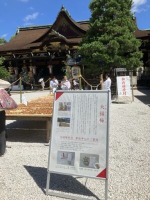 北野天満宮の梅の天日干し「大福梅」