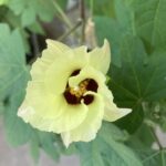 和綿の開花