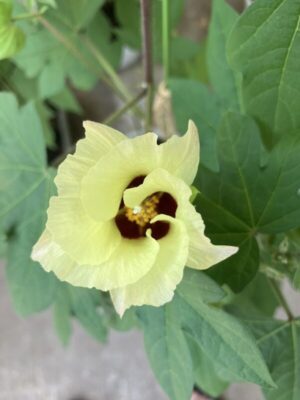 和綿の開花