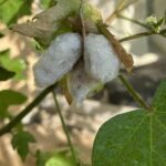 和綿の実が弾けた様子