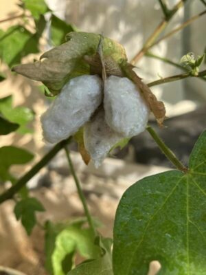 和綿の実が弾けた様子