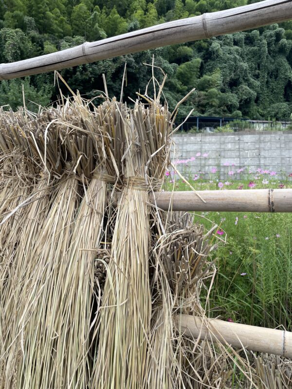 稲刈り_はで干し