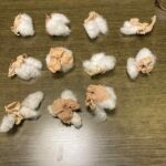 収穫されたコットンボール