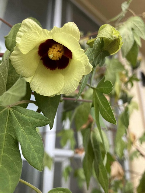 10月最後の開花