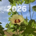 2026年も和綿づくり