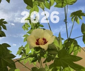 2026年も和綿づくり