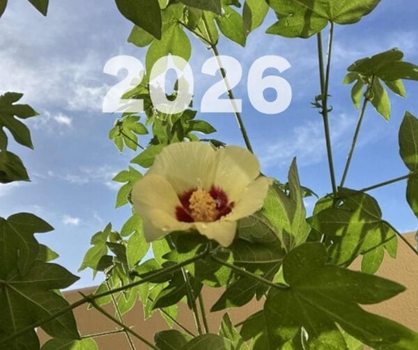 2026年も和綿づくり