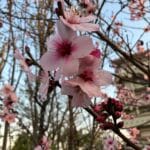 桜にそっくり、アーモンドの花