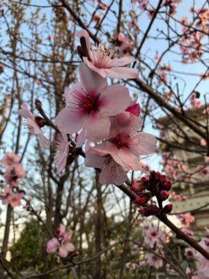 桜にそっくり、アーモンドの花