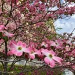 開花10日後のハナミズキ