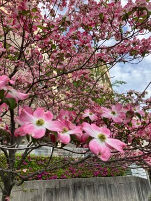 開花10日後のハナミズキ