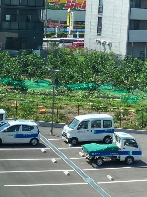 北隣のイチジク畑